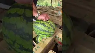 fruits 26