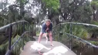 Русская девушка наказывает гусей. Russian Girl Girl Punishes Geese. New Orlean, Mississipi