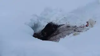 Керженские бобры. Часть 1.  Пополнение зимних запасов