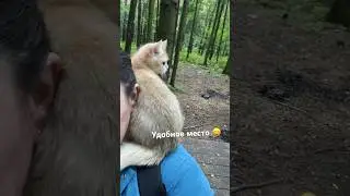 Кот попугай #приколы #природа #голосаптиц #cat #animal #youtubeshorts #kitten #sorts