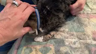 Pebbles did great on follow up after dental