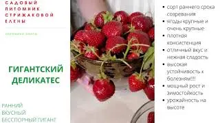 РАННИЙ ВКУСНЫЙ ГИГАНТСКИЙ - КЛУБНИКА СОРТ "ГИГАНТСКИЙ ДЕЛИКАТЕС"
