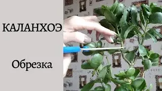 Pruning Kalanchoe. Rejuvenation and Propagation. Part 1.