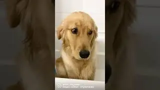 Golden Retriever has no worries #goldenretriever #funnydog #anxiety #noworries #chill #bro #bruh