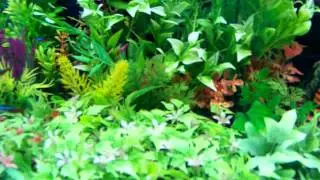 Tropical Fish Tank