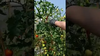 SWANSOFT Tomato Tying Machine, Professional Garden Tape Tool for Tying Plant Branches 【8108】