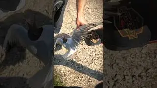 Seagull fish 