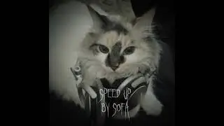 𐌑᧐нᥱᴛ᧐чκᥲ-ᥴᥱ᧘ɸ᥊ᥲρⲙ-(sᴘᴇᴇᴅ ᴜᴘ /ʙʏ sᴏғᴀ.)