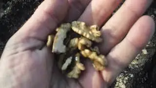 посадка  грецького  горіха  сорт  буковинська  бомба