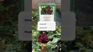 🫣 Роза—королева сада или просто миф? Посмотрите, как выглядят наши красавицы на самом деле. 