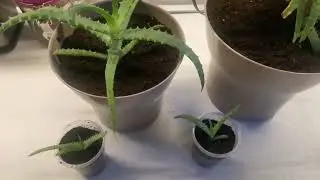 Пересадка алоэ, укоренение отростков хлорофитума и алоэ. Январь 2023.