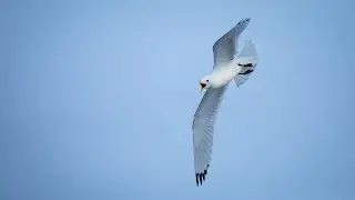 Naturfotografie Tutorial - Vögel im Flug fotografieren
