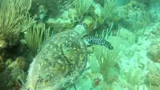 Turtles St John