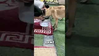 Shepherd dog exposes guy in 