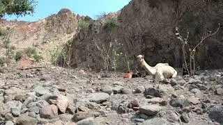 Cows & camels chiling together, Bankouale, Tadjourah region, Djibouti, 06.2019