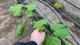 Высадка огурца в теплицы зимой.