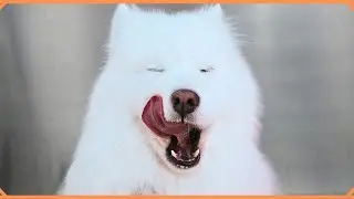 Stunning Samoyed Dog Is A Real Life CLOUD