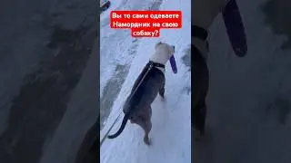 Вы сами сначала одеваете  намордник на свою собаку!!! 