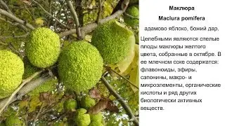 Маклюра, адамово яблоко. Польза и противопоказания. Рецепты народной медицины, применение.