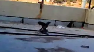 Two pigeons fighting