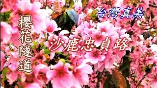 台灣真美 沙鹿忠貞路櫻花隧道