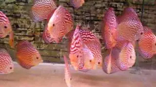 Pigeon Blood Discus From www.sunrisetropicals.com