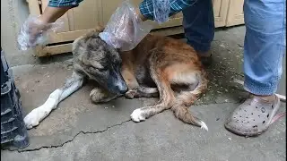 Sibling Stray pups eating cookies/Removing fleas/ticks off Stray pup/Brown pup pees/Mountain village