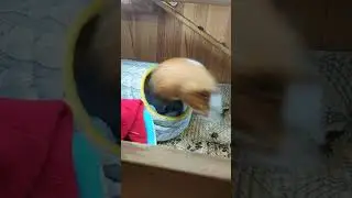 Внезапный Яша 😳