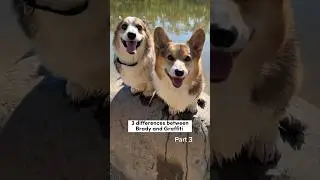 Difference Between My Two Corgis 