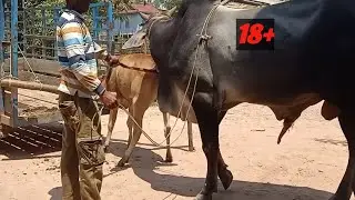 Cow meeting first time big bull। 