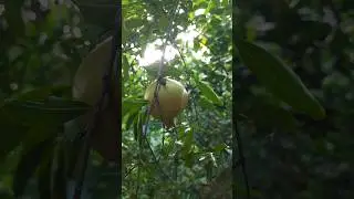 Rainy Season #2024 #nature  #fruits #dog #shorts #viralvideo