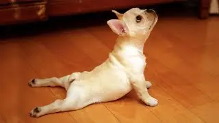 Cute is Not Enough - Funny Cats and Dogs Compilation #279