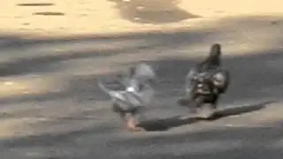 Птенец голубя