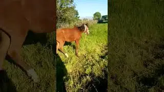 LUCKY DOBRYNYA STALLION \\ Horses, Donkeys and Katrin #animals #donkeys #horseriding