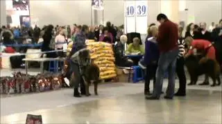 Россия 2014 моно тибетов ПК   Юниоры кобели четверка 3