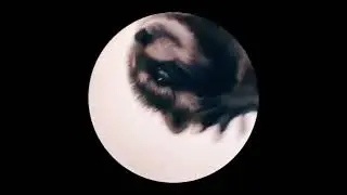 Педро педро педро - мем, оригинал