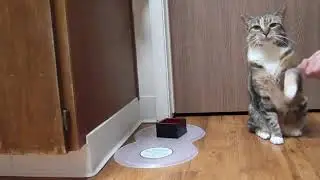 This cat obeys like a dog!