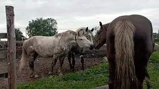 Красивую кобылу Ветку привели к жеребцу