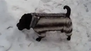 Пес Лаки, со своими друзьями на прогулке.