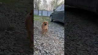 Домашний питомец Тёма #блог #влог #2024 #dog #animal #питомец