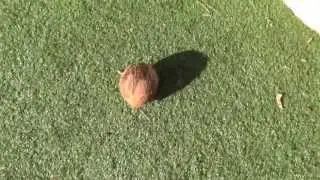 How To Crack Open a Coconut