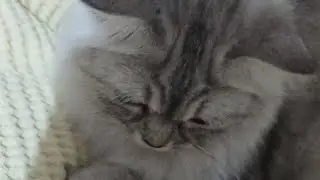 القطه حلو ولا لا☺️