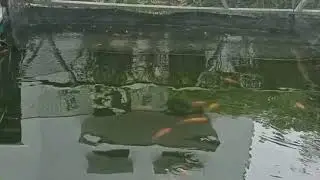 semoga cepat besar. dan berbakti