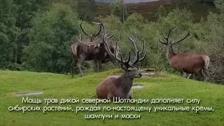 Natura Siberica Alladale
