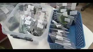 Предлагаю набор из 20 укоренённых черенков сортовых фиалок 06.05
