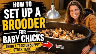 How to set up a brooder for baby chicks. Everything you need to know. Watch this before you get them