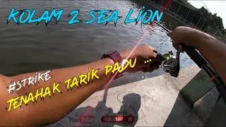 🔵Ep-1 Kolam 2 Sea Lion | mancing kolam air masin #jenahak #kaci #siakap #shimanoalivio