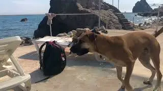 Прокат каяков dogsfriendly