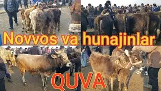 Quva bozori. Boqma buqalar va yosh hunajin narhlari. 12,02,2023.