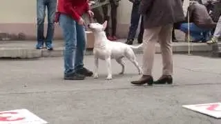 Dog Show Mono Bull terrier 2014/05/25 p12 (587)